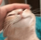 cat_happy